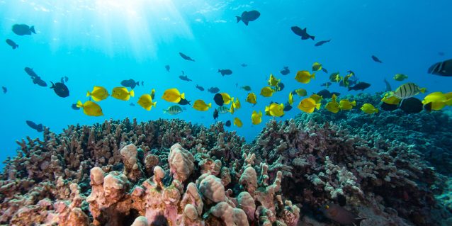 Underwater view of coral reef and fish at Kaʻūpūlehu. Photo credit: Kaikea_Nakachi.