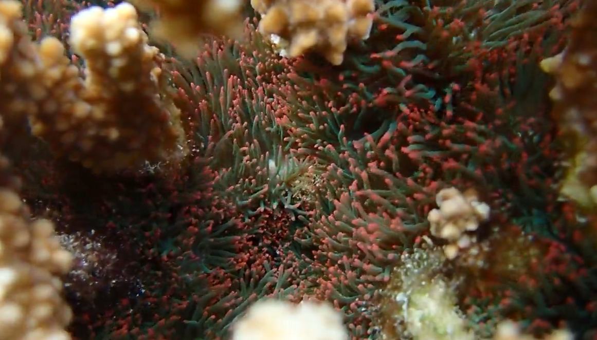 6/12/26 – COORDINATED RESPONSE TO INVASIVE ANEMONE CONTINUES AT KĀNEʻOHE BAY