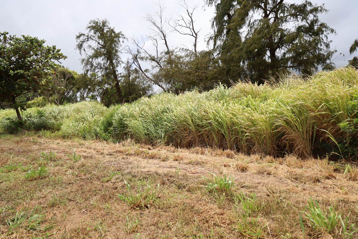 7/29/26 – $1.8 MILLION AWARDED FOR WILDFIRE MITIGATION PROJECTS ACROSS HAWAIʻI
