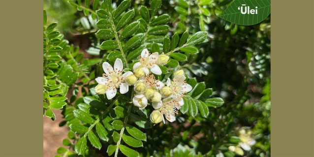 Photo of the ‘Ūlei flowers Osteomeles anthyllidifolia.