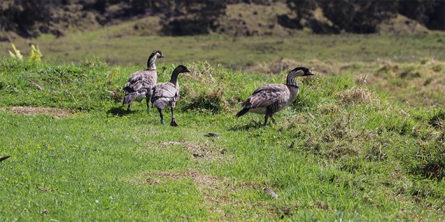 Three Hawaiian Nene walking in a field on Hawaii Island.